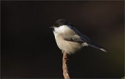 07_DSC2156_Willow_Tit_dark_world_79pc