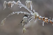 07_DSC3594_Willow_Tit_iceberry_94pc