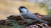 07_DSC5626_Willow_Tit_half-turn_62pc