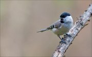 07_DSC5712_Willow_Tit_amazed_scream_35pc