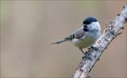 07_DSC5712_Willow_Tit_amazed_scream_35pc