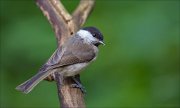 11_DSC1307_Willow_Tit_sensuality_81pc