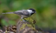 11_DSC5526_Willow_Tit_teardrop_72pc