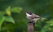 11_DSC6424_Willow_Tit_captivation_51pc