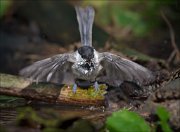 11_DSC6437_Willow_Tit_nightmare_107pc