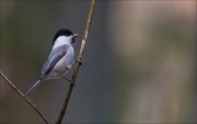 12_DSC4403_Willow_Tit_turmoil_50pc