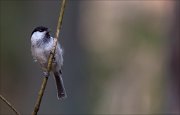 12_DSC4414_Willow_Tit_talestory_45pc