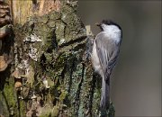 12_DSC4506_Willow_Tit_nest-building_66pc