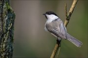 12_DSC4513_Willow_Tit_despite_57pc