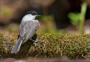 13_DSC8151_Willow_Tit_turns_59pc