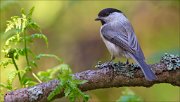 13_DSC9847_Willow_Tit_ardor_100pc