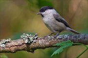 13_DSC9860_Willow_Tit_brownie_84pc