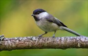 14_DSC2323_Willow_Tit_filament_71pc