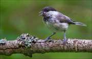 14_DSC4276_Willow_Tit_motto_68pc