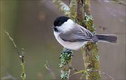 14_DSC9408_Willow_Tit_senility_44pc