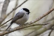 15_DSC3847_Willow_Tit_serenity_39pc