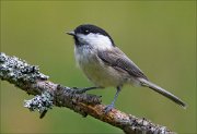 18_DSC2808_Willow_Tit_evasion_87pc