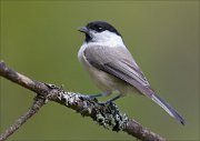 18_DSC3384_Willow_Tit_fluky_59pc