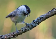 18_DSC3794_Willow_Tit_twisty_69pc