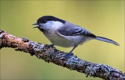 18_DSC3813_Willow_Tit_weep_75pc