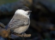 22_DSC9640_Willow_Tit_lofty_71pc