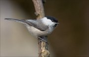 24_DSC4673_Willow_Tit_cranial_58pc