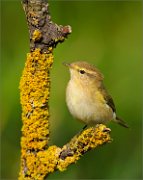 02_DSC9251_Willow_warbler_with_vertical_perch_53pc