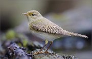 05_DSC9680_Willow_Warbler_close_look_99pc