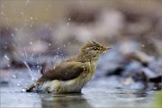 05_DSC9726_Willow_Warbler_bathing_splashes_92pc