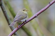 05_DSC9929_Willow_Warbler_look_around_48pc