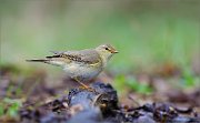 05_DSC9941_Willow_Warbler_trendy_71pc