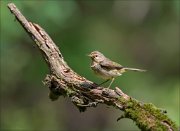 11_DSC0608_Willow_Warbler_slattern_73pc