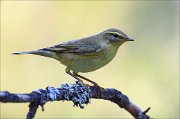 18_DSC2551_Willow_Warbler_gloom_63pc