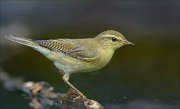 23_DSC7329_Willow_Warbler_attenuate_74pc