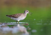 06_DSC1403_Wood_Sandpiper_gnat_nosh_70pc