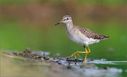 06_DSC1406_Wood_sandpiper_to_shore_80pc