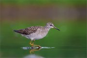 06_DSC1523_Wood_Sandpiper_clear_up_96pc