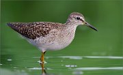 06_DSC1538_Wood_Sandpiper_nearby_108pc