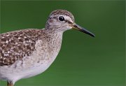 06_DSC1547_Wood_Sandpiper_portraiture_70pc