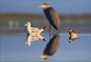 11_DSC9584_Wood_Sandpiper_magnitude_82pc