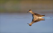 11_DSC9611_Wood_Sandpiper_profound_71pc