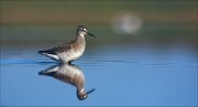 11_DSC9689_Wood_Sandpiper_lane_55pc