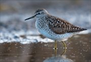 17_DSC2067_Wood_Sandpiper_relax_68pc