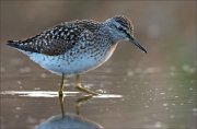 17_DSC2094_Wood_Sandpiper_pace_83pc