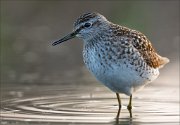 17_DSC2103_Wood_Sandpiper_rack_76pc