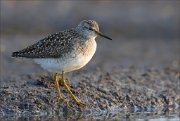 17_DSC2492_Wood_Sandpiper_stolen_72pc