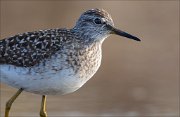 17_DSC2604_Wood_Sandpiper_tight_89pc