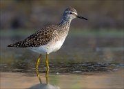 17_DSC2644_Wood_Sandpiper_velvet_57pc