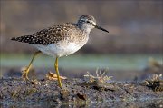 17_DSC2662_Wood_Sandpiper_roller_53pc