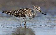 17_DSC2824_Wood_Sandpiper_depth_77pc